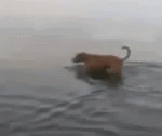 Scared Dog On Sea Water GIF
