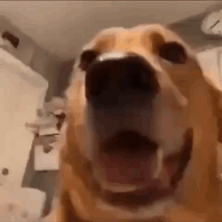 Scared Dog Screaming Meme GIF