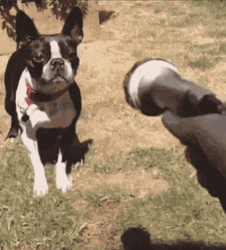 Scared Dog Very Thirsty Drink GIF