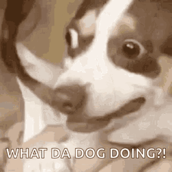 Scared Dog What Da Dog Doing GIF