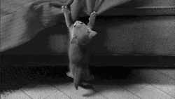 Scared Kitty Hanging On Blanket GIF