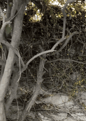 Scared Meme Boo White Ghost Curtain GIF