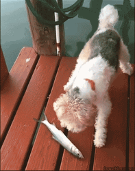 Scared Of Fish Ptsd Dog GIF