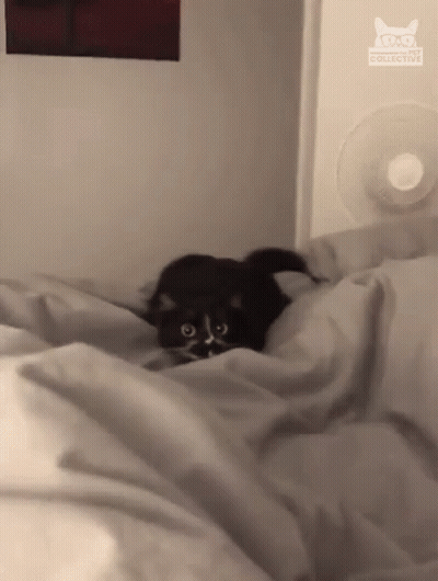 Scared Startled GIF