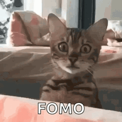 Scaredy Cat Fomo GIF