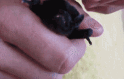 Scary Baby Bat Showing Fangs GIF