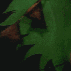 Scary Clown Smiling Mask GIF