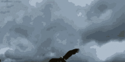 Scary Flying Eagle Attack GIF