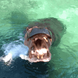 Scary Gaping Mouth Hungry Hippo GIF
