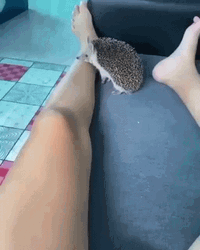 Scary Hedgehog Bite GIF