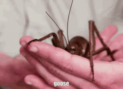 Scary Huge Bug GIF