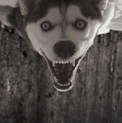 Scary Husky Dog With Spider