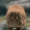 Scary Lion Roar Jumping On You GIF