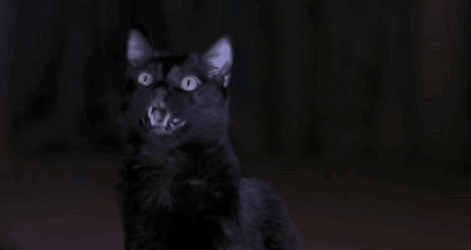 Scary Movie 2 Black Cat GIF