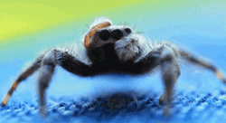 Scary Spider Cleaning Itself GIF