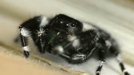 Scary Spider Just Being Cute GIF