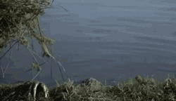 Scary Swamp Creature GIF