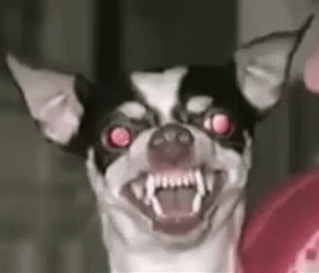 Scary Ugly Dog GIF