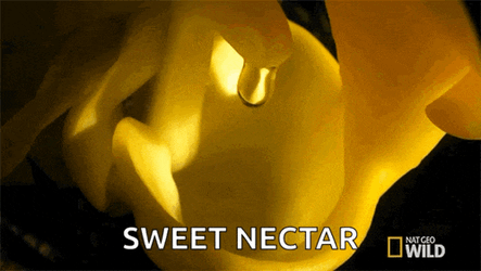 Scent An Orchids Trap GIF