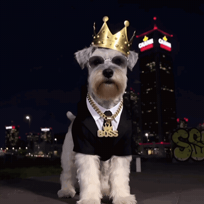 Schnauzer In Tuxedo And Crown Schnauzer Royalty GIF