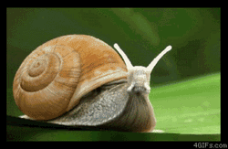 Schnecke Speed Snail Bye Bye GIF