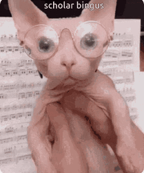 Scholar Bingus Sphynx Cat  GIF