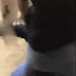 School Fight Boys Rumble GIF