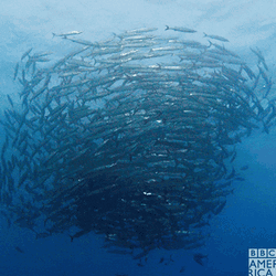 School Of Big Fish Swirl GIF
