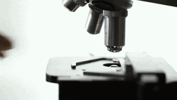 Scientist Clipping Specimen On Micropscope GIF