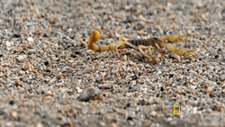Scorpion Crawling National Geographic GIF