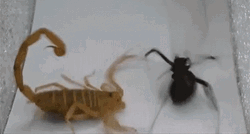 Scorpion Versus Spider Fighting GIF