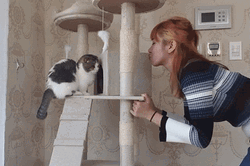 Scottish Fold Cat Attack GIF