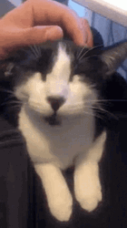 Scratching Purr Cat Head GIF