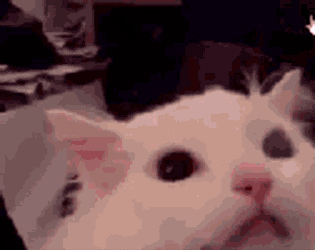 Scream Cat GIF