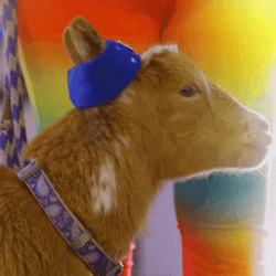 Screaming Goat Annoyed Passive Gaze GIF