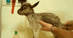 Screaming Goat Bath Time Protesting GIF