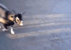 Screaming Goat Blue Vomit GIF