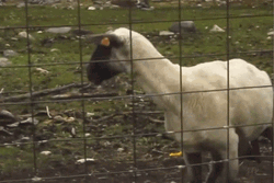 Screaming Goat Calling For Help GIF
