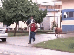 Screaming Goat Chasing Human GIF