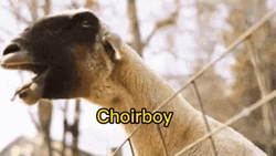 Screaming Goat Crying Out Choirboy GIF