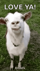 Screaming Goat Tongue Out Love You GIF
