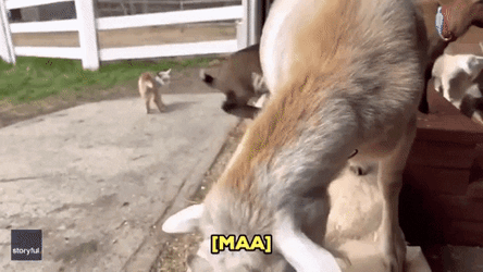 Screaming Goat Zoom In Funny Face GIF