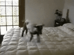 Screaming Happy Goat Jumping In Bed GIF