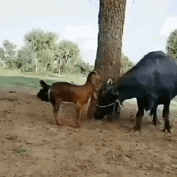 Screaming Naughty Goat Jumping Over Cow GIF