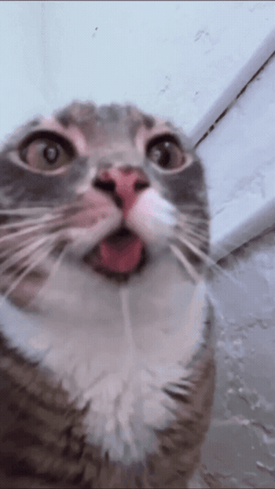 Screaming Woman In Glasses Held Back By Man GIF
