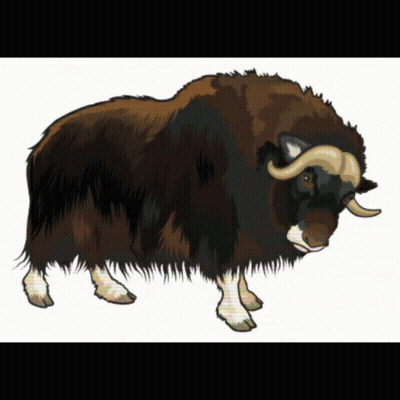 Buffalo GIFs