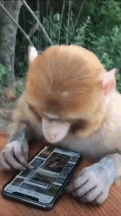 Scrolling Monkey GIF