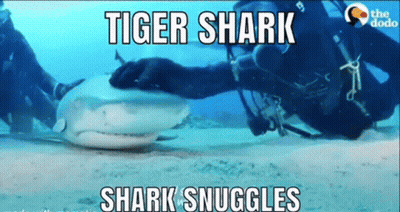 Scuba Diver Holding Tiger Shark GIF