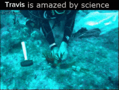 Scuba Diver In Ocean Travis Is Amazed By Science GIF