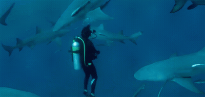 Scuba Diver Surrounded By Sharks GIF